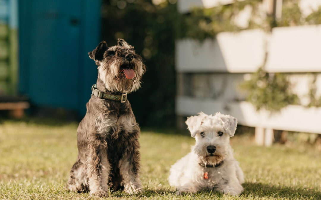 Einladung zum Spiel und Spaß: Die Spielstunde für kleine Hunde!