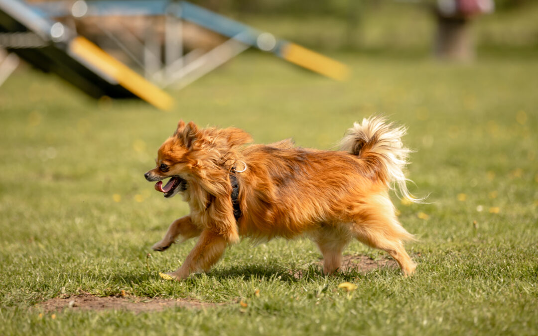 Einladung zum Spiel und Spaß: Die Spielstunde für kleine Hunde!